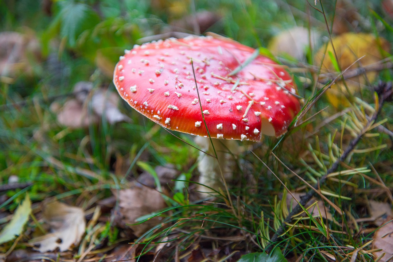 Image - fly agaric mushroom