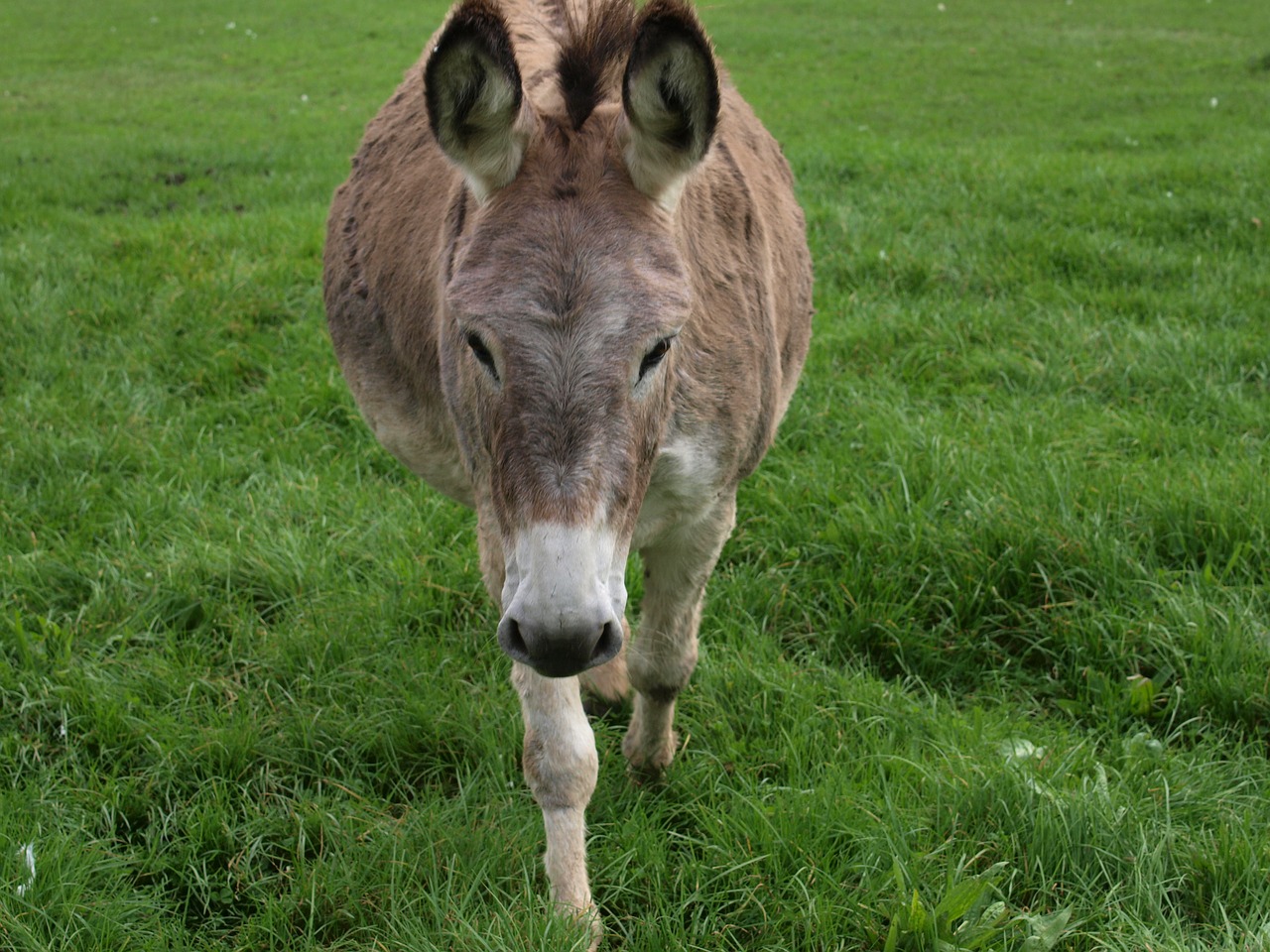 Image - donkey horse animal farm