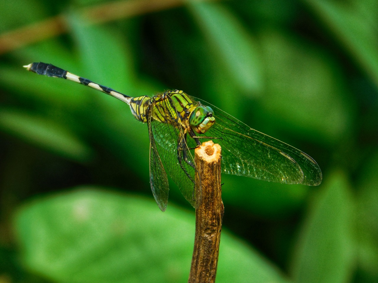 Image - inset green nature