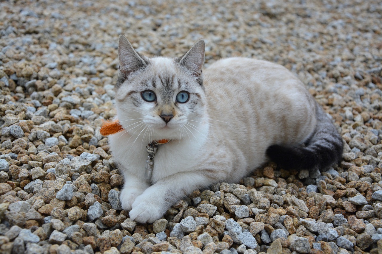 Image - cat kitten blue eyes cat eyes