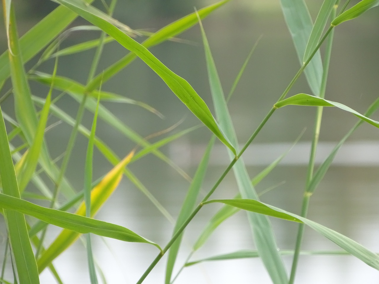 Image - grass grassy blade straws green