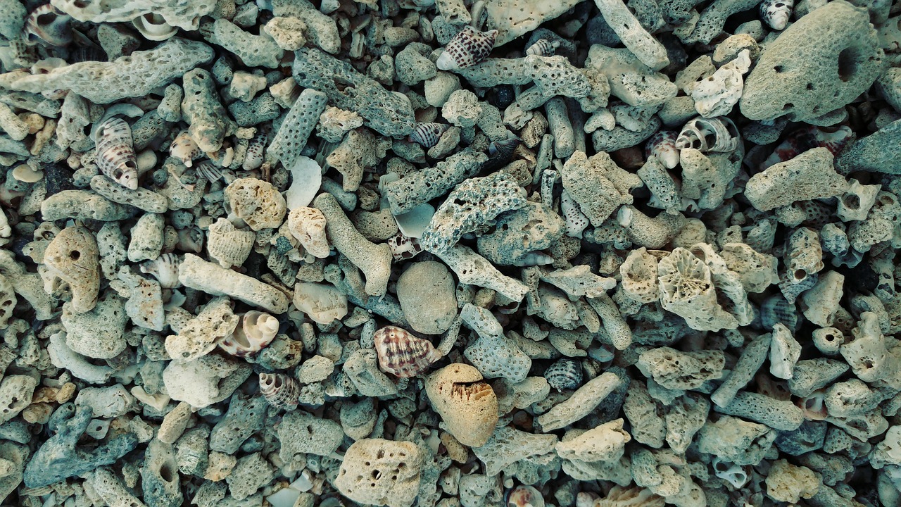 Image - corral beach sand shell shore