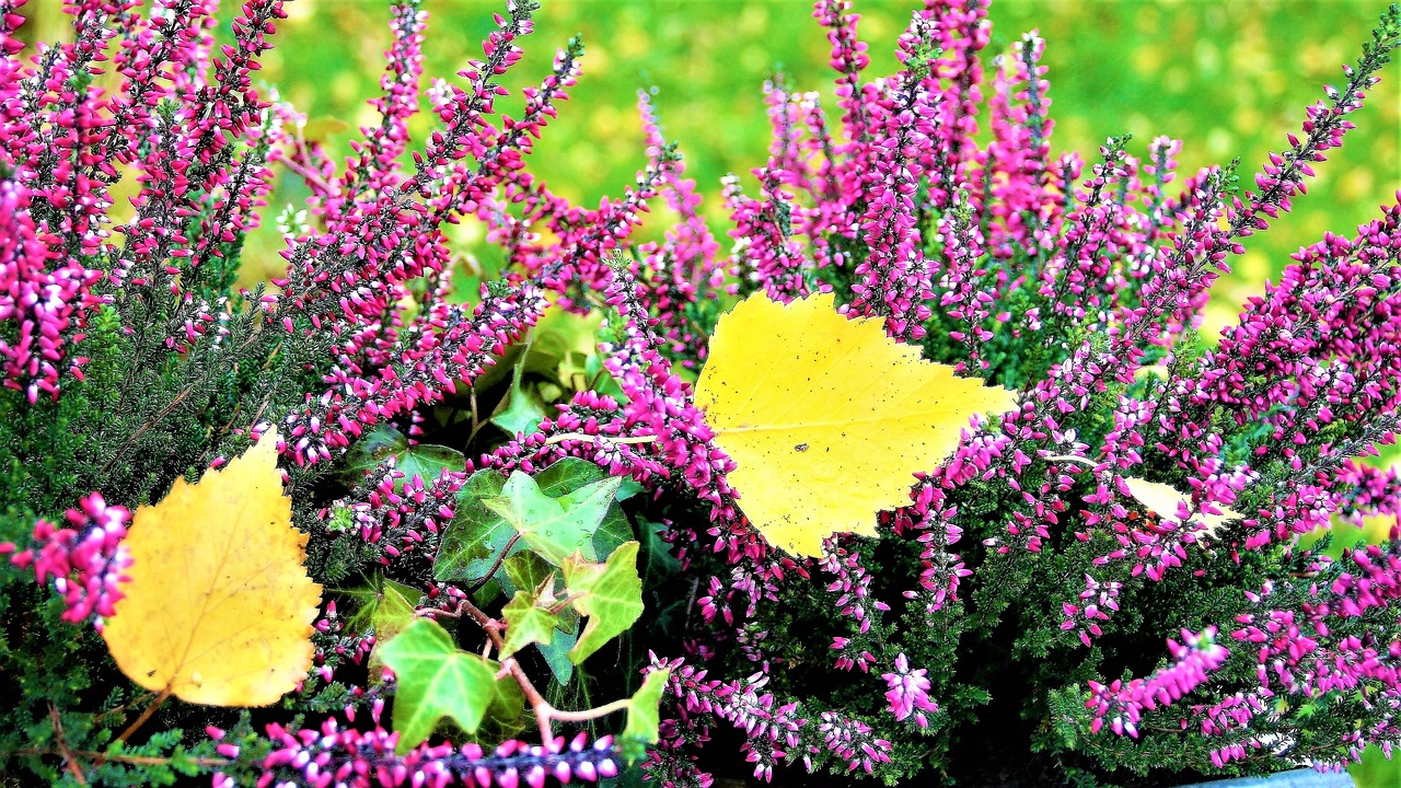 Image - heathers violet autumn plant