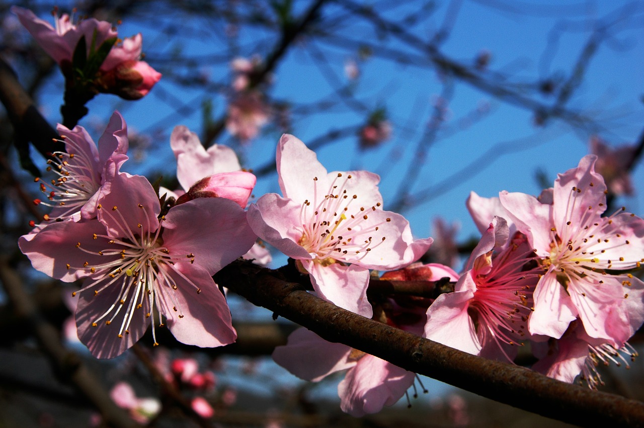 Image - plum blossom pink branches blue