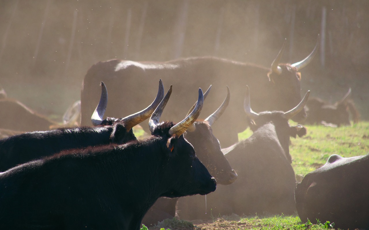 Image - nature animals bull camargue black