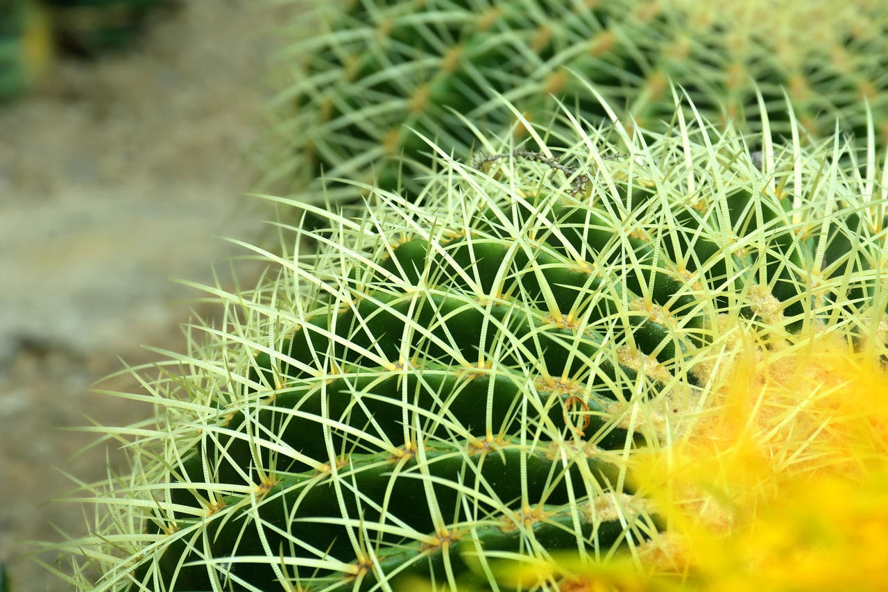 Image - cactus flower desert plant green