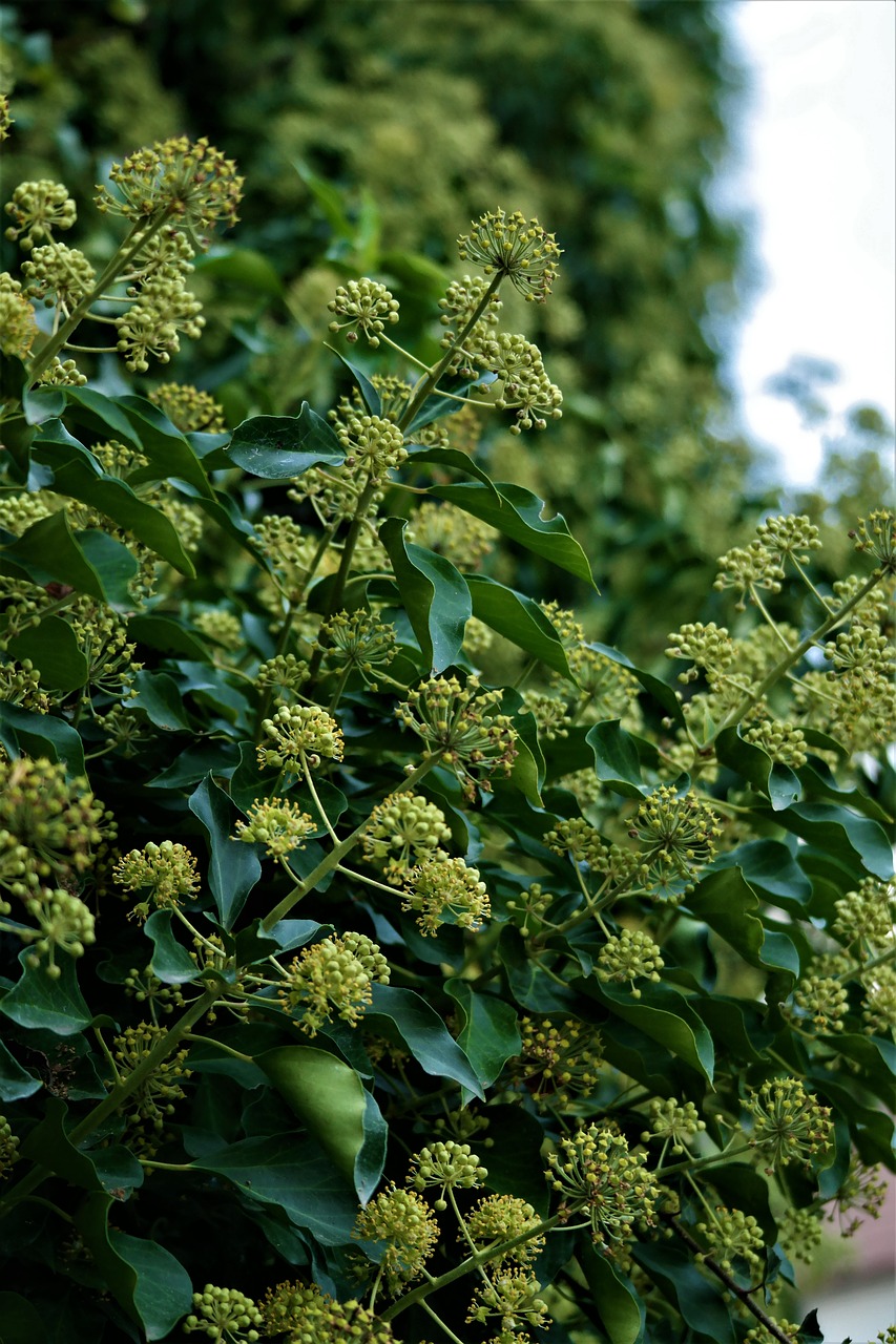 Image - ivy blossom bloom flower plant