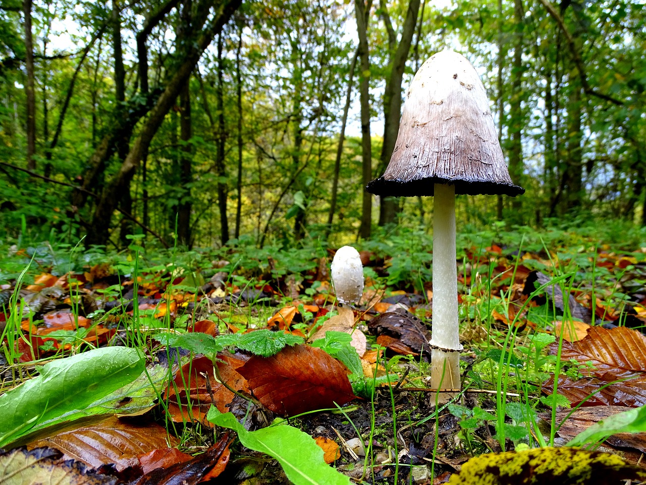 Image - schopf comatus mushrooms mushroom