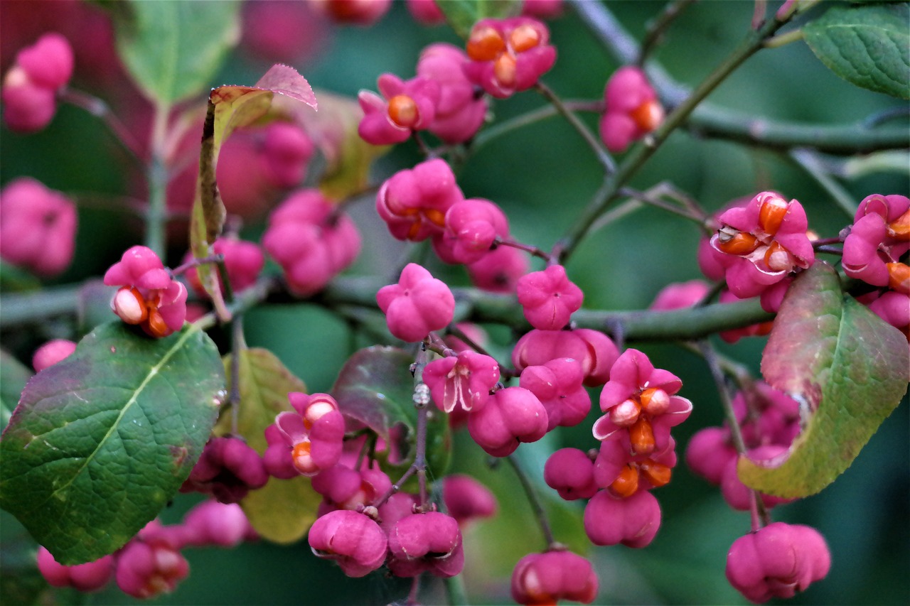 Image - blossom bloom fruit spindle