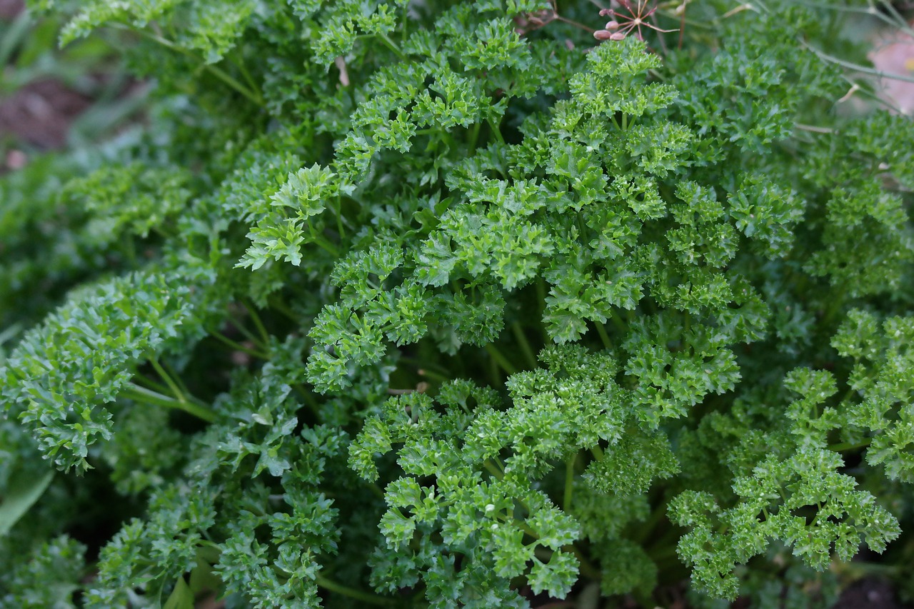 Image - parsley harvest time leaf green