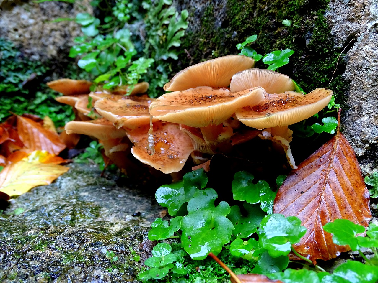 Image - armillaria mellea mushrooms mushroom