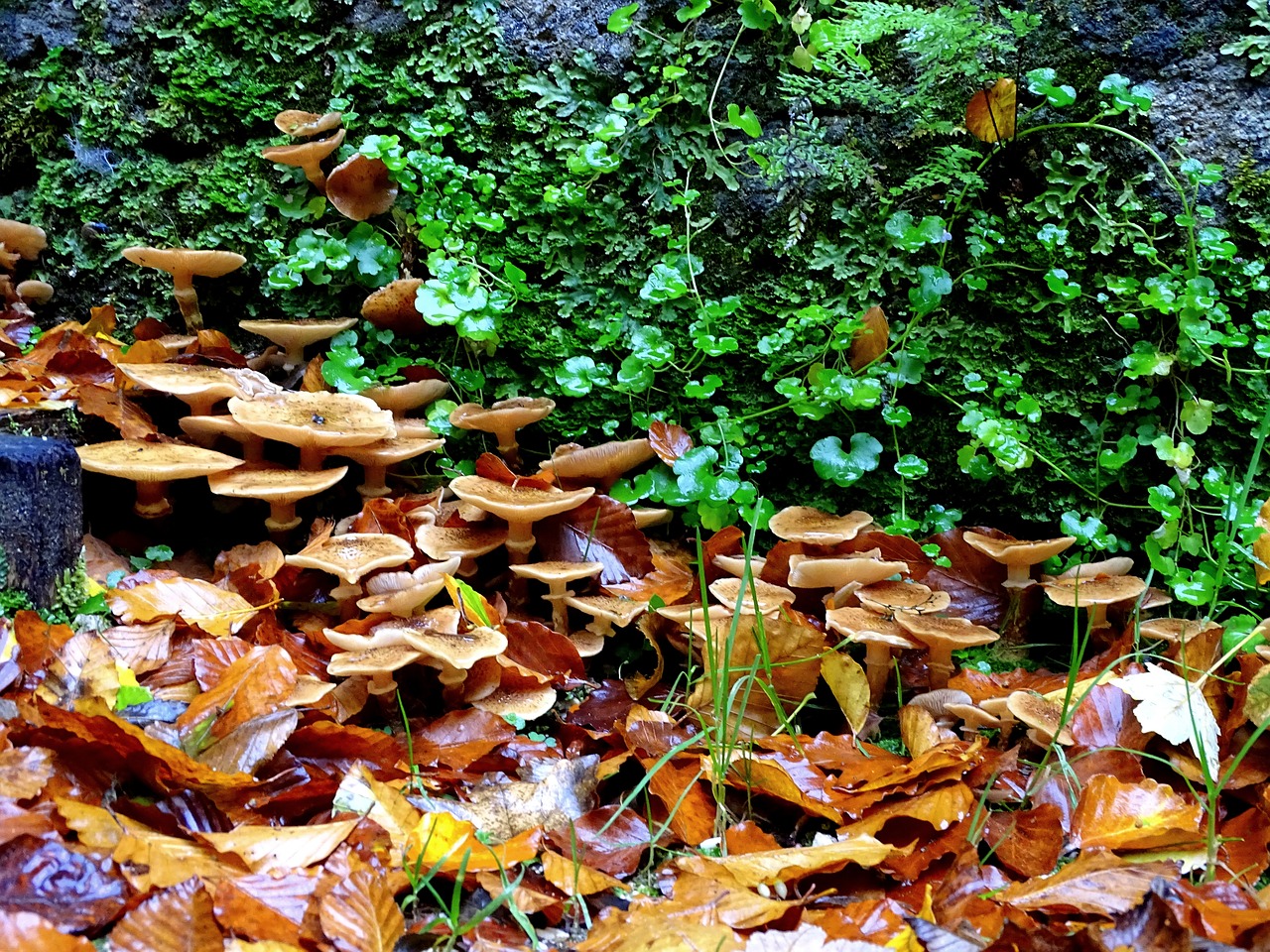 Image - armillaria mellea mushrooms mushroom