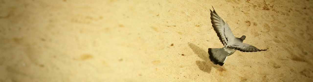 Image - dove peace dove beach sand bird