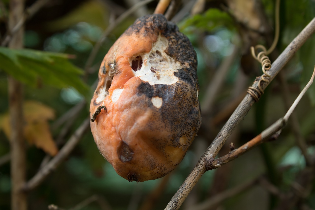 Image - decomposition mouldy mould eaten