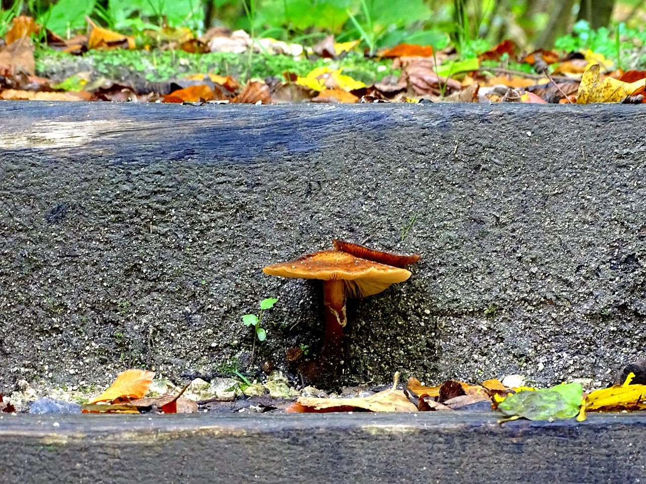 Image - armillaria mellea mushroom