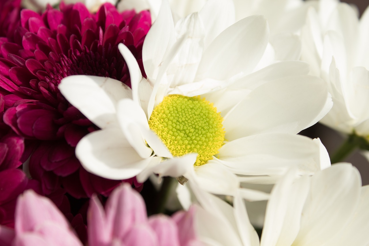 Image - bouquet daisies flowers flowering