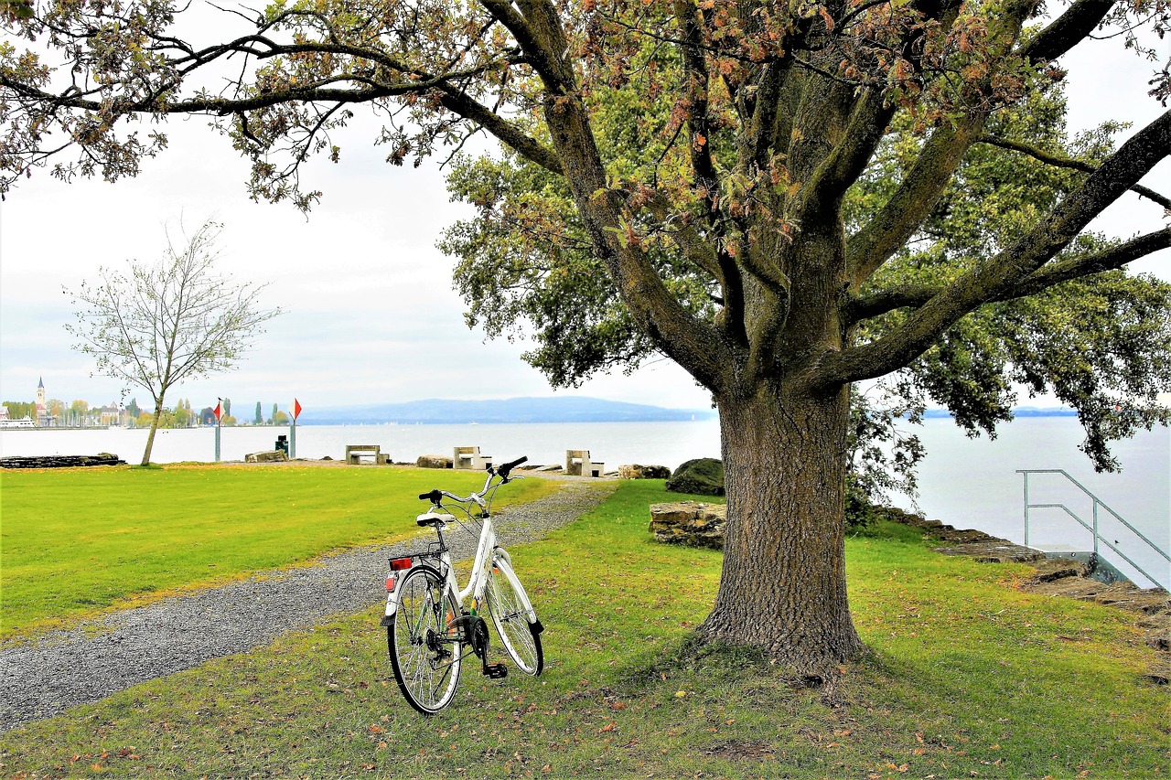 Image - beach tree autumn bike