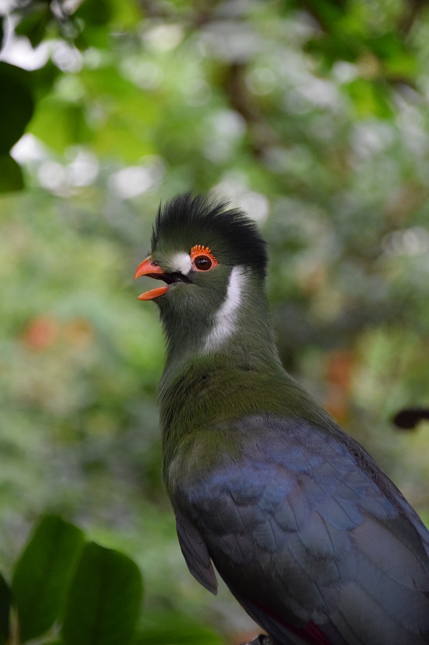 Image - exotic bird garden nature