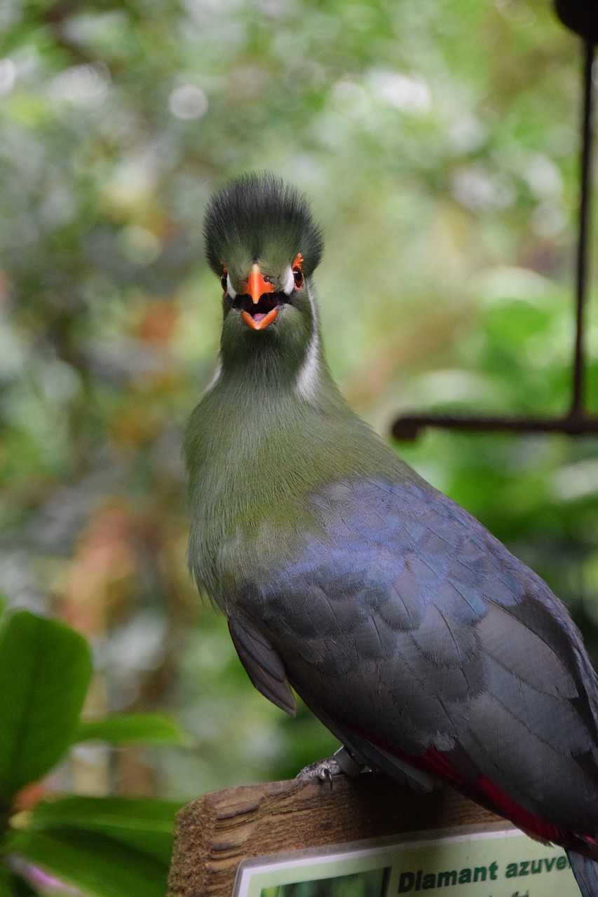 Image - exotic bird garden nature