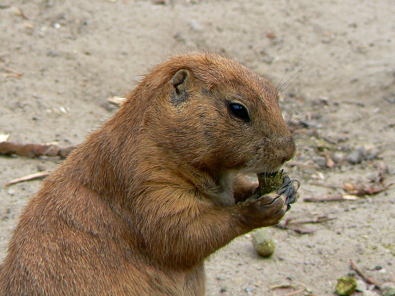 Image - hungary budapest zoo animal