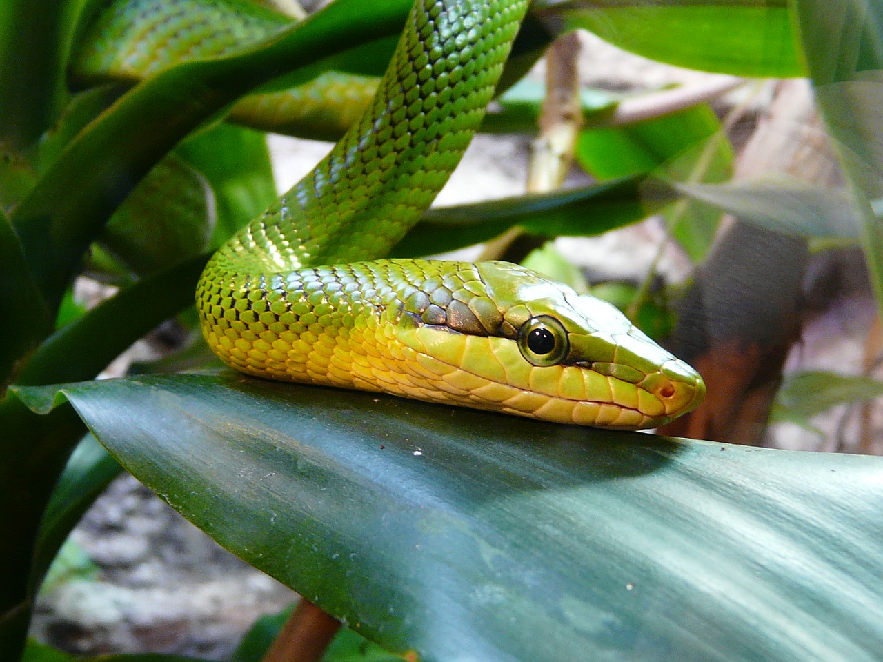 Image - hungary budapest zoo snake