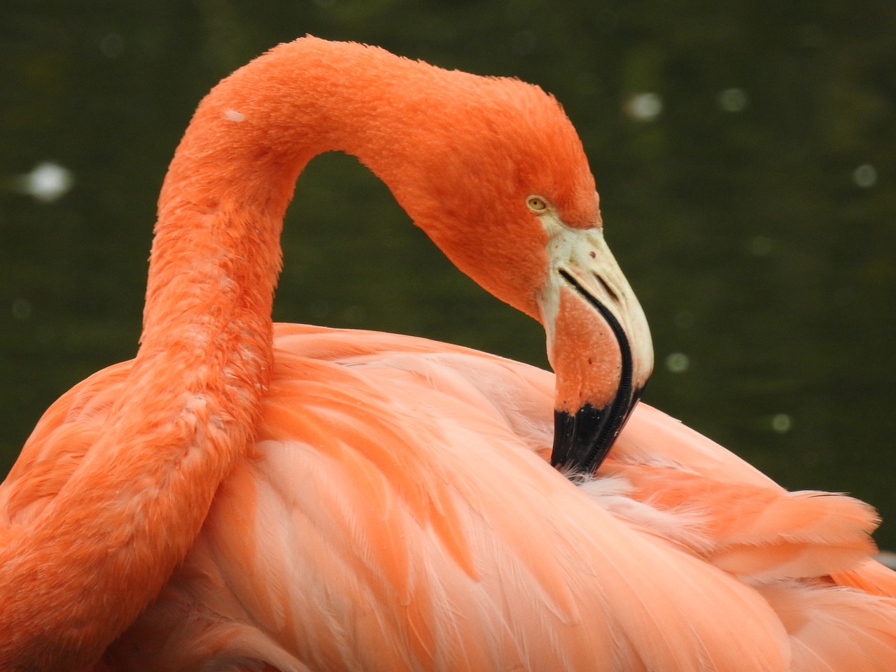 Image - flamingo bird pink exotic tropical