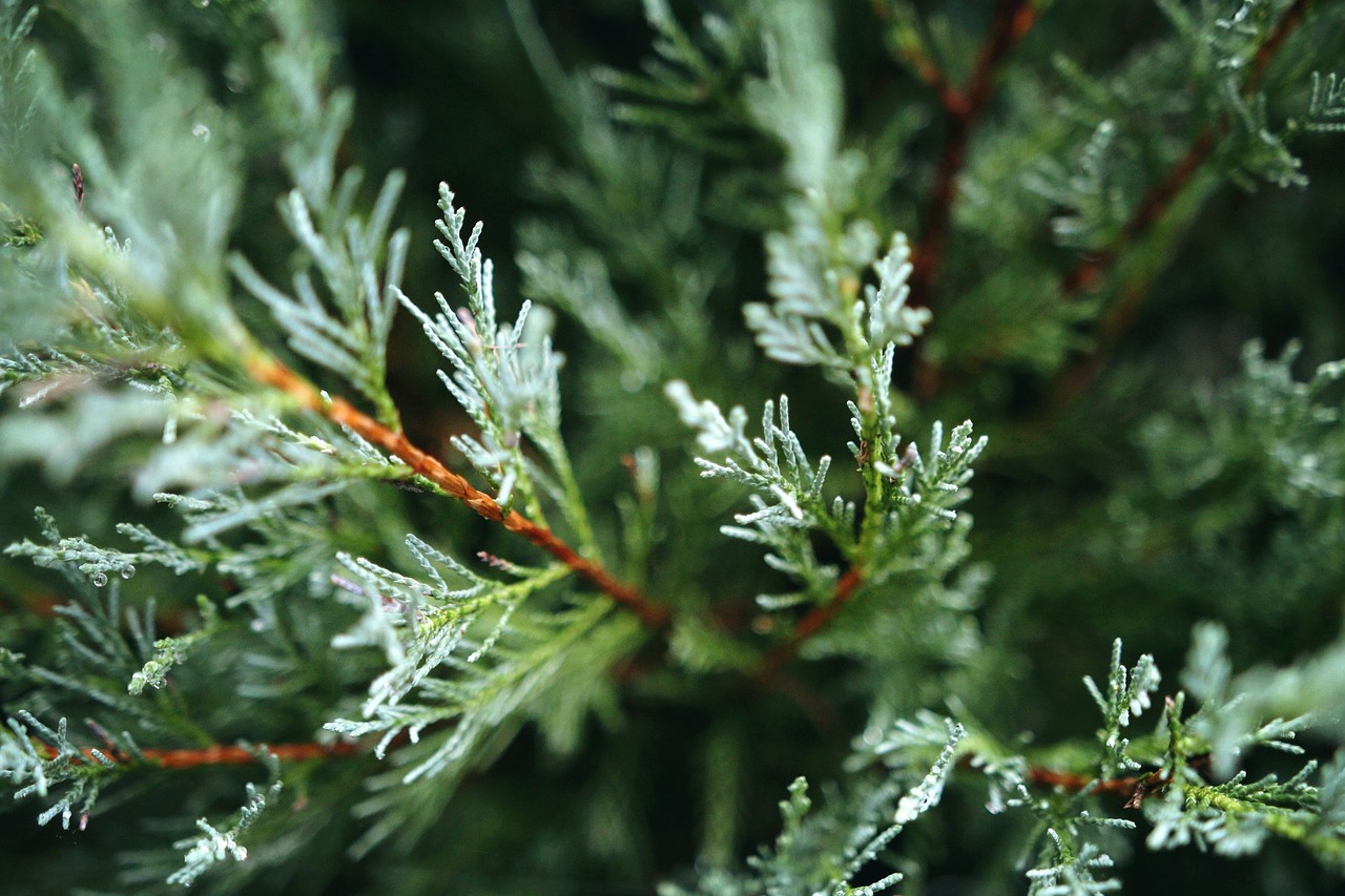 Image - green iglak branch nature tree