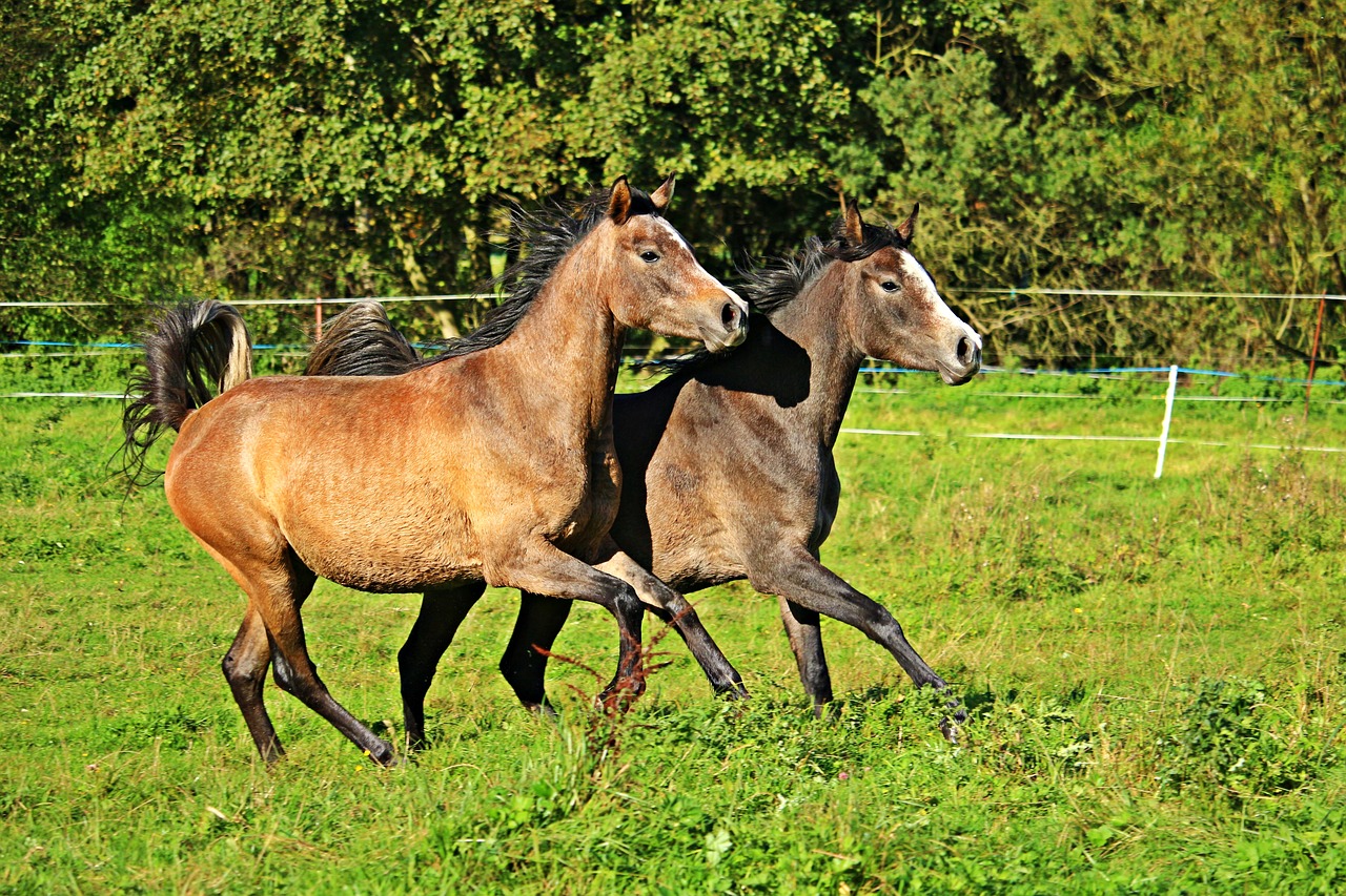 Image - horse thoroughbred arabian gallop