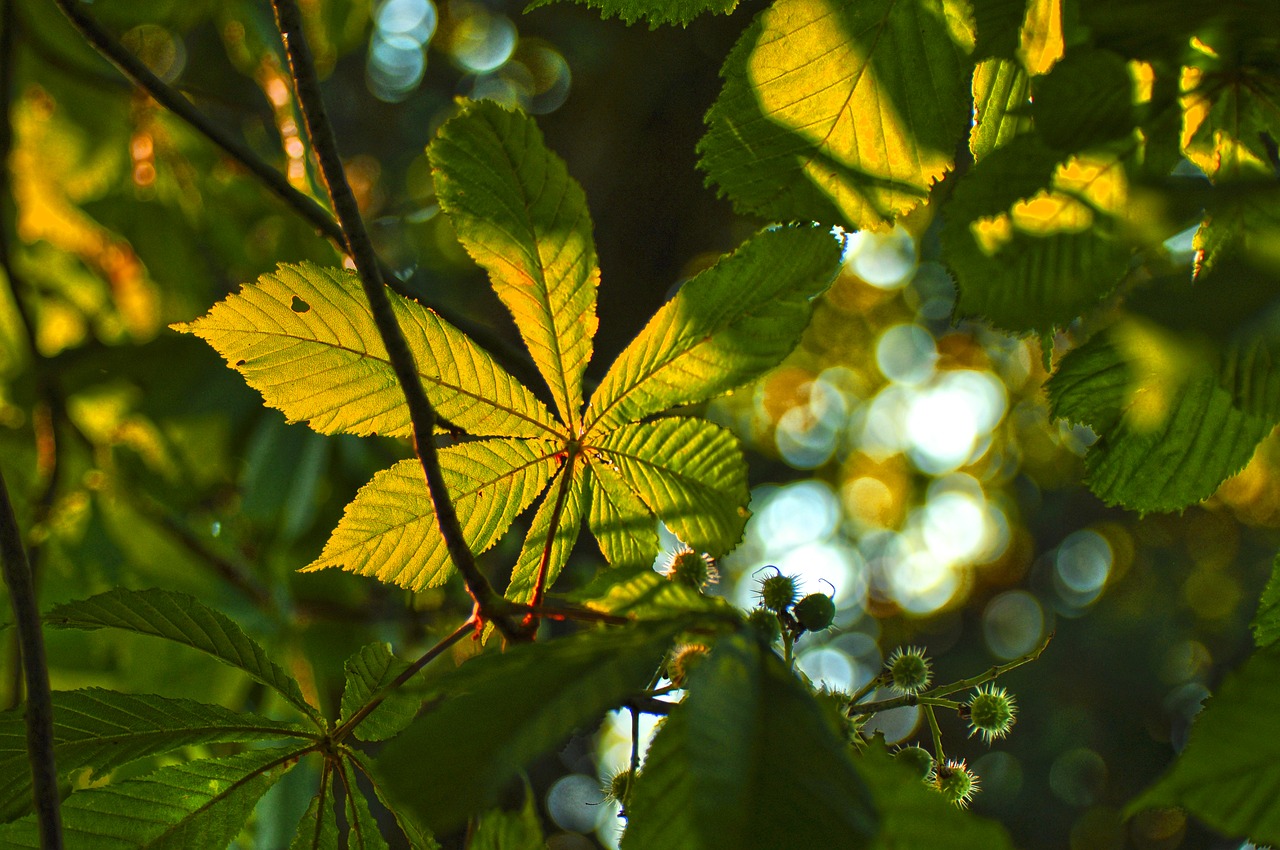 Image - branch leaf leaves foliage bokeh