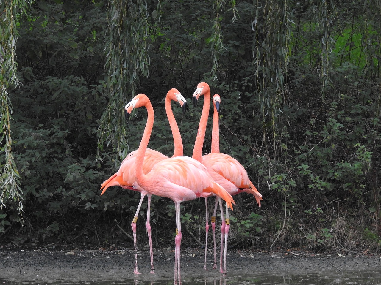 Image - flamingo bird nature pink tropical