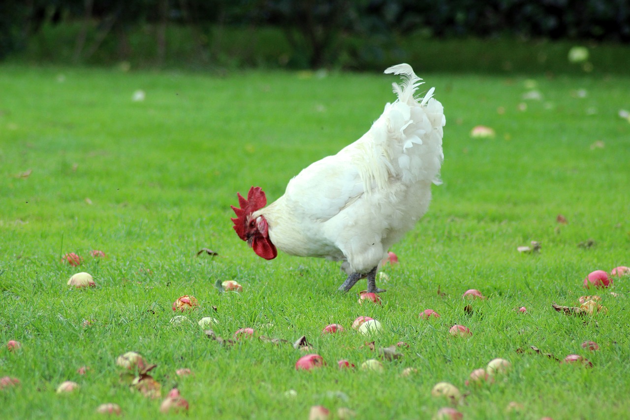 Image - hen natural apples have fruit