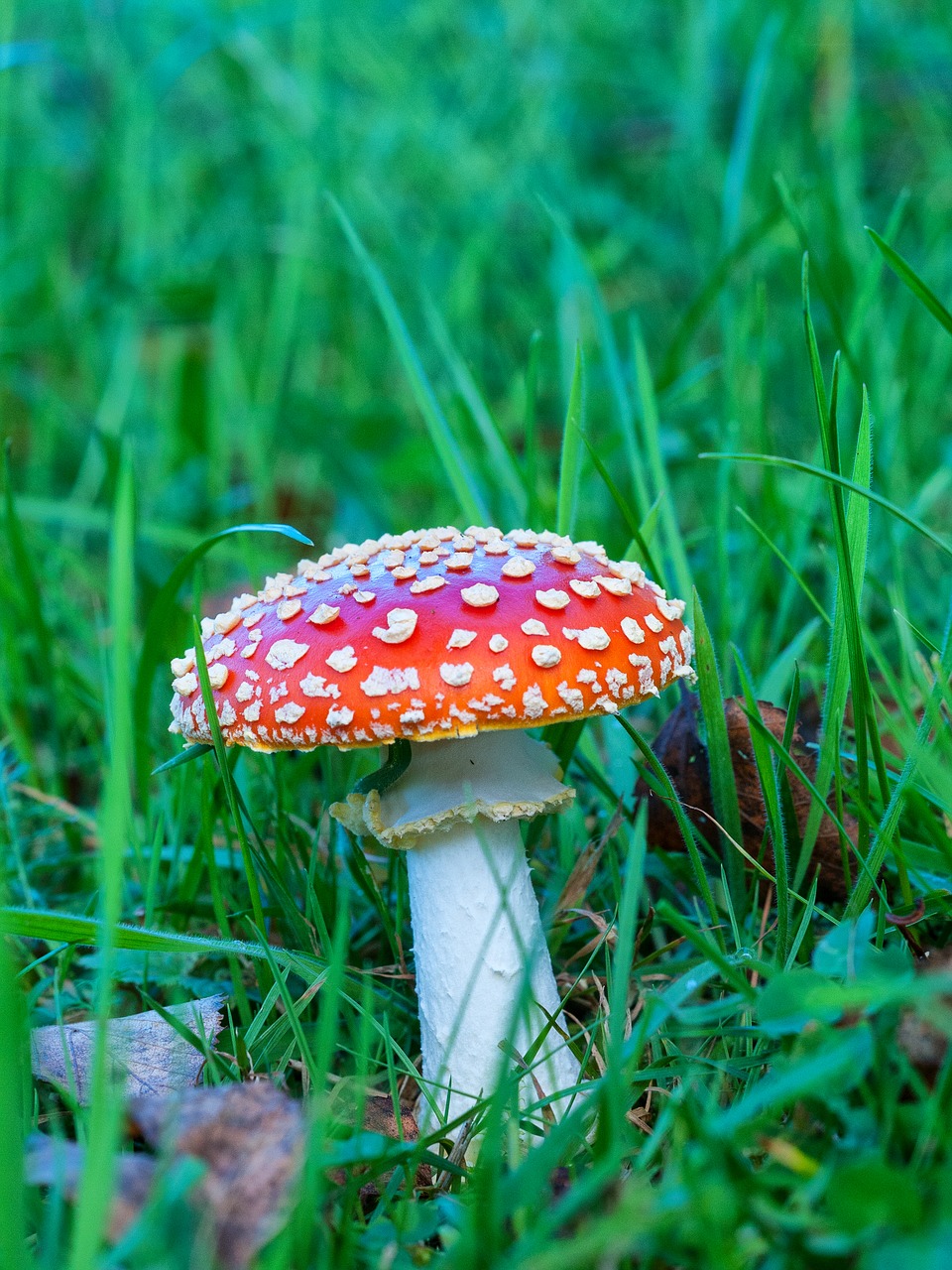 Image - fly agaric mushroom meadow