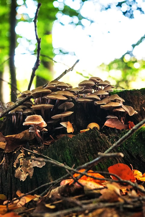 Image - mushrooms forest autumn nature