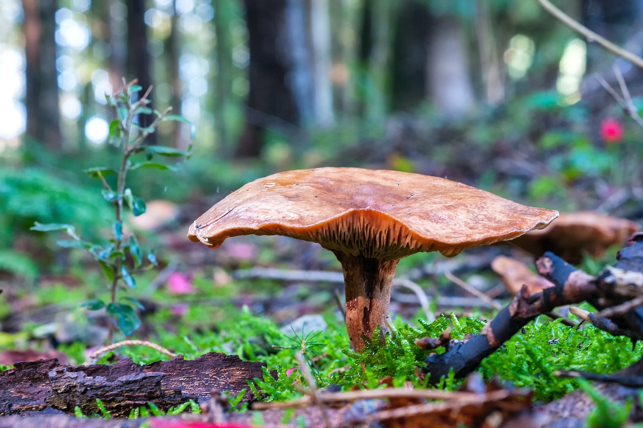 Image - mushroom forest autumn nature