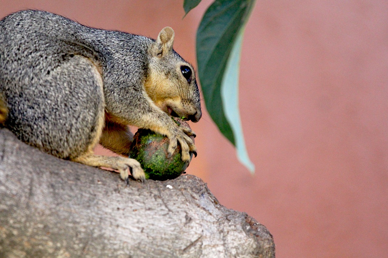 Image - squirrel squirrel eating avocado