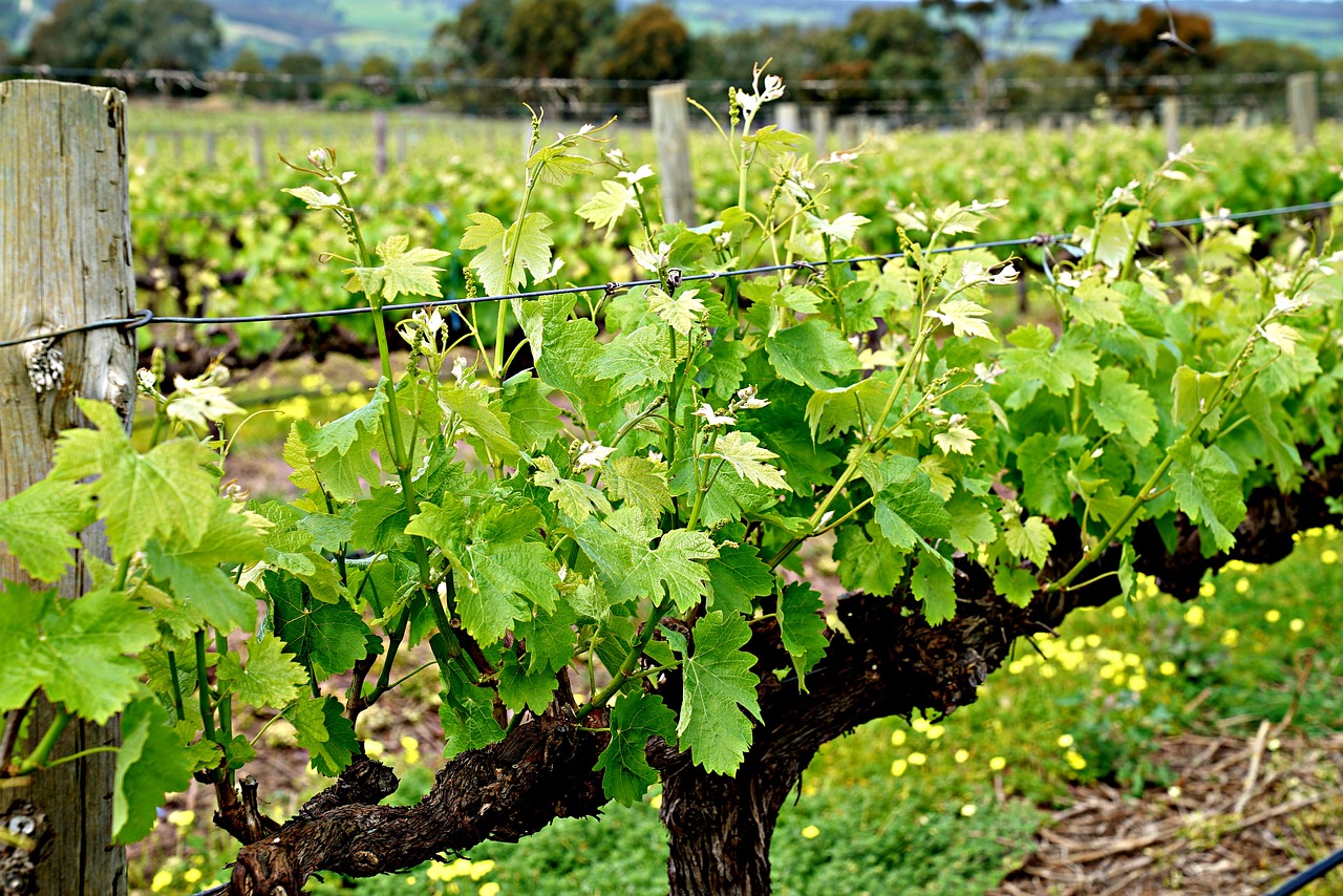 Image - vine sprouts vineyard business