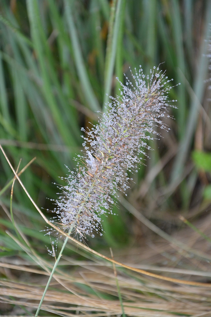 Image - plant seed droplets of water nature