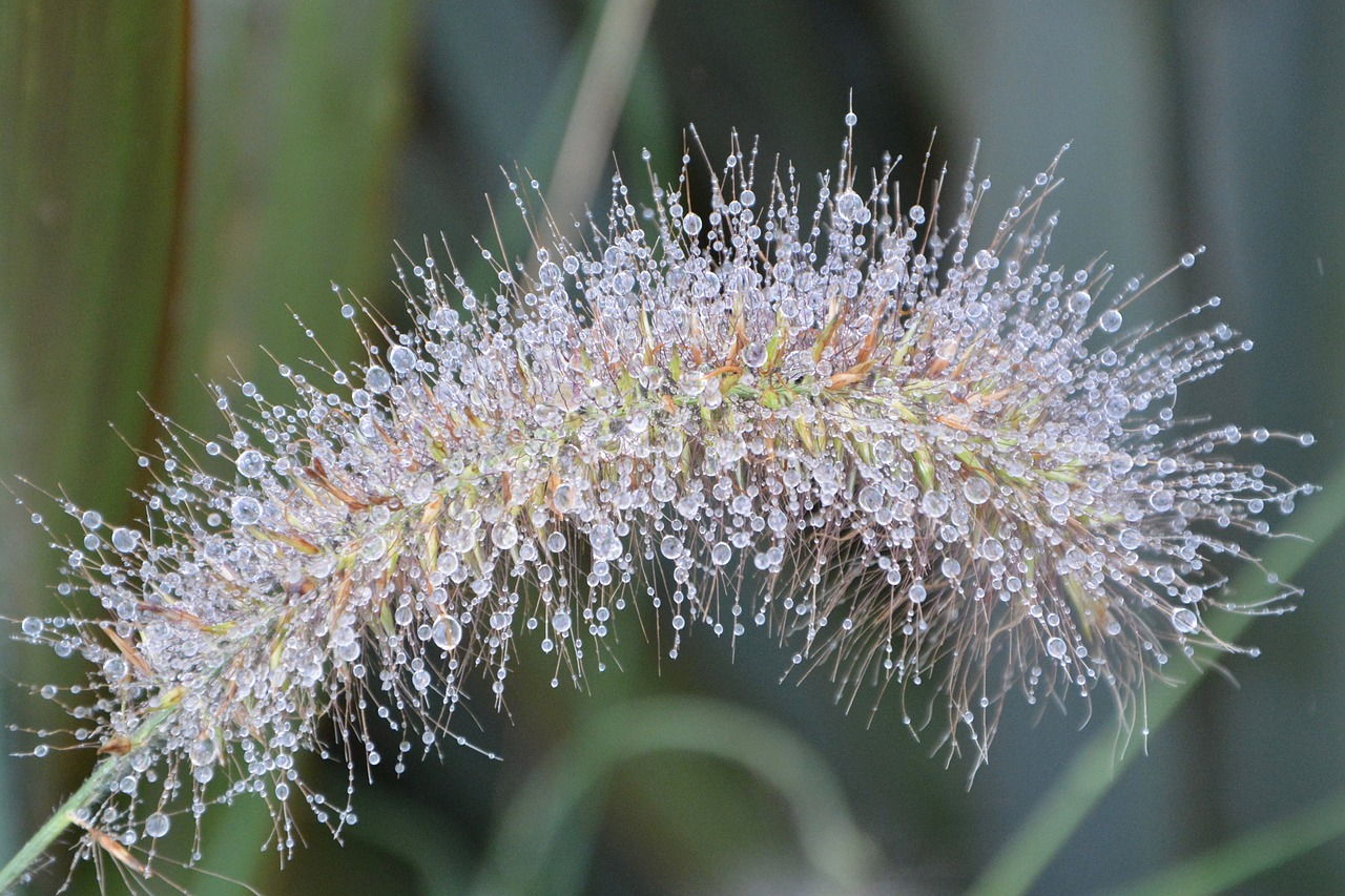 Image - plant seed droplets of water nature