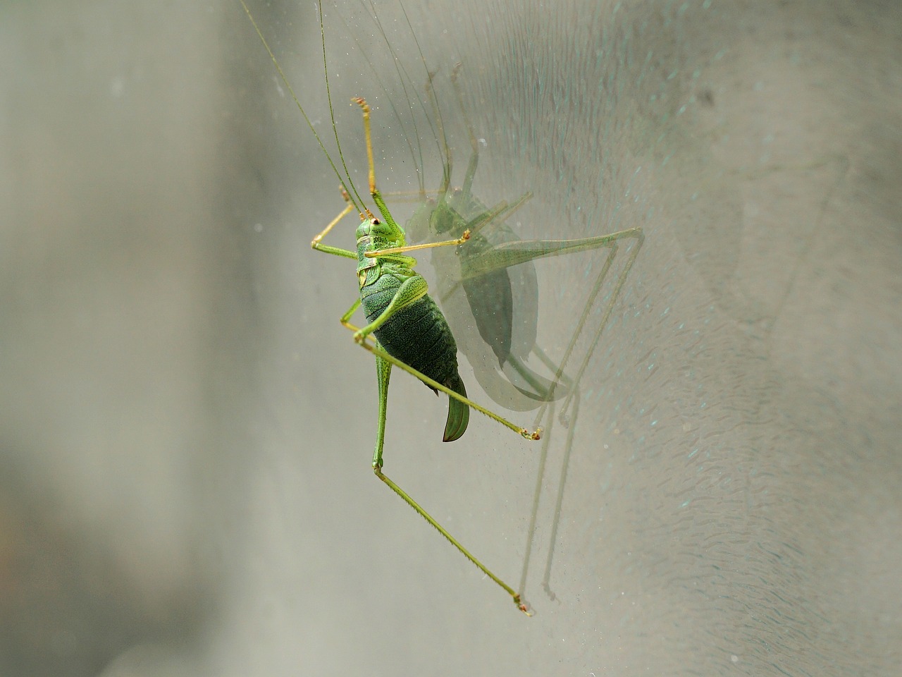 Image - grasshopper insect green