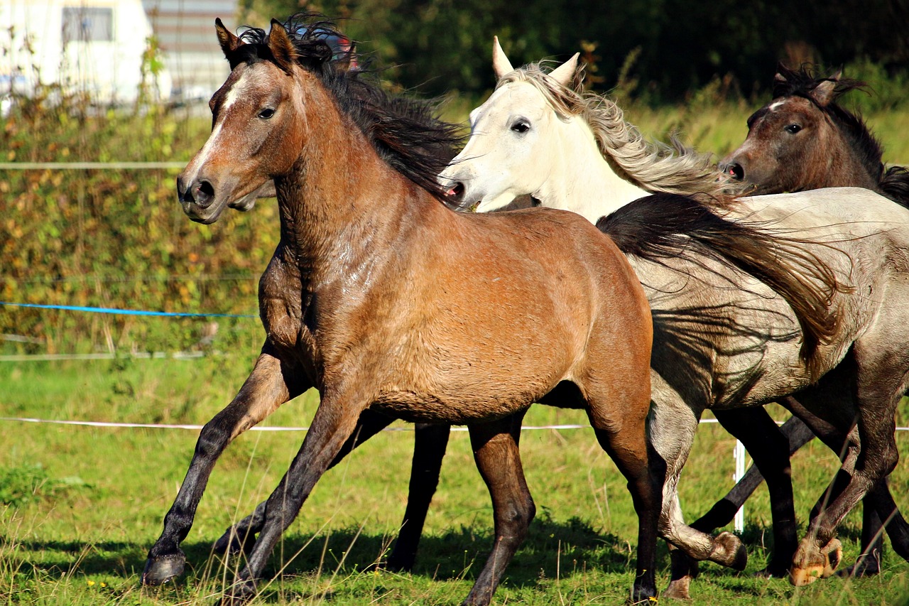 Image - horse flock gallop pasture