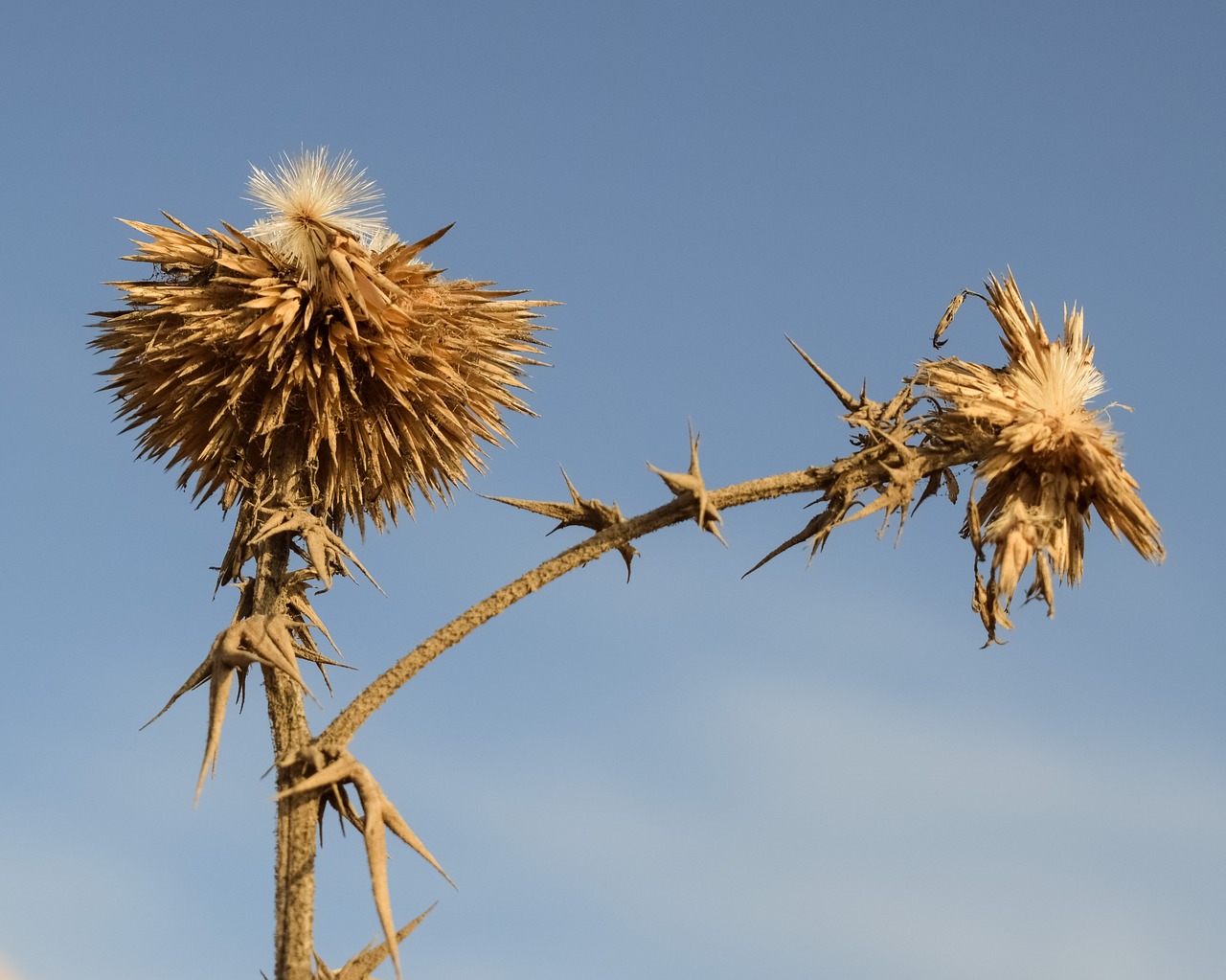 Image - thistle plant flower nature wild