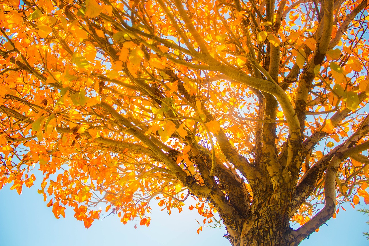 Image - fall tree sky autumn nature