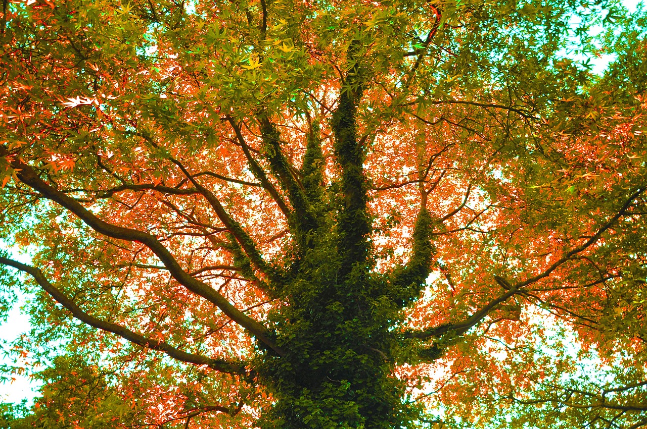 Image - tree branch backlight silhouette