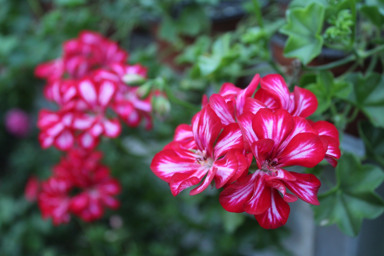 Image - pink and white chichewa pink