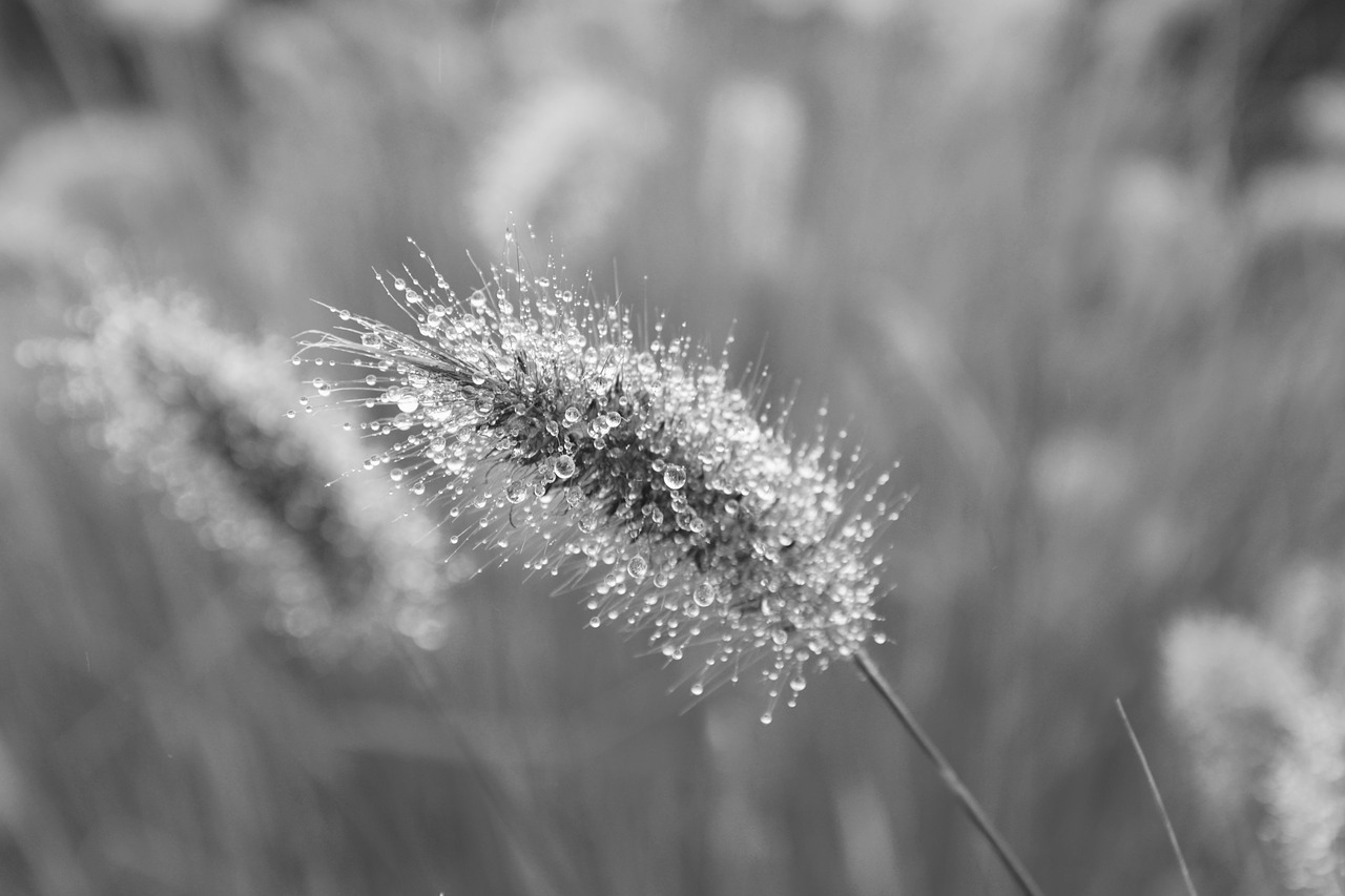 Image - plant au gratin photo black white