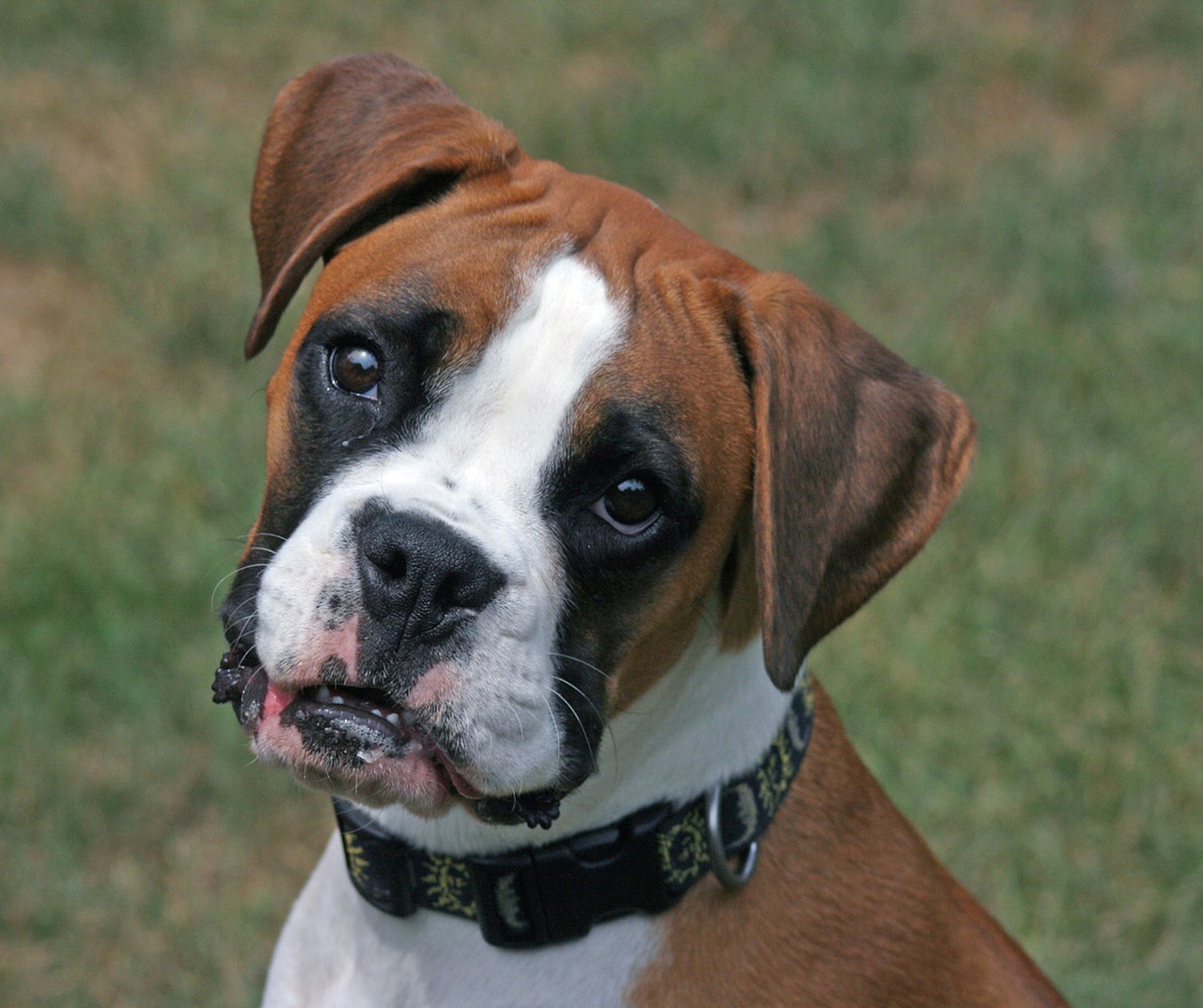 Image - boxer dog pet animal breed mammal