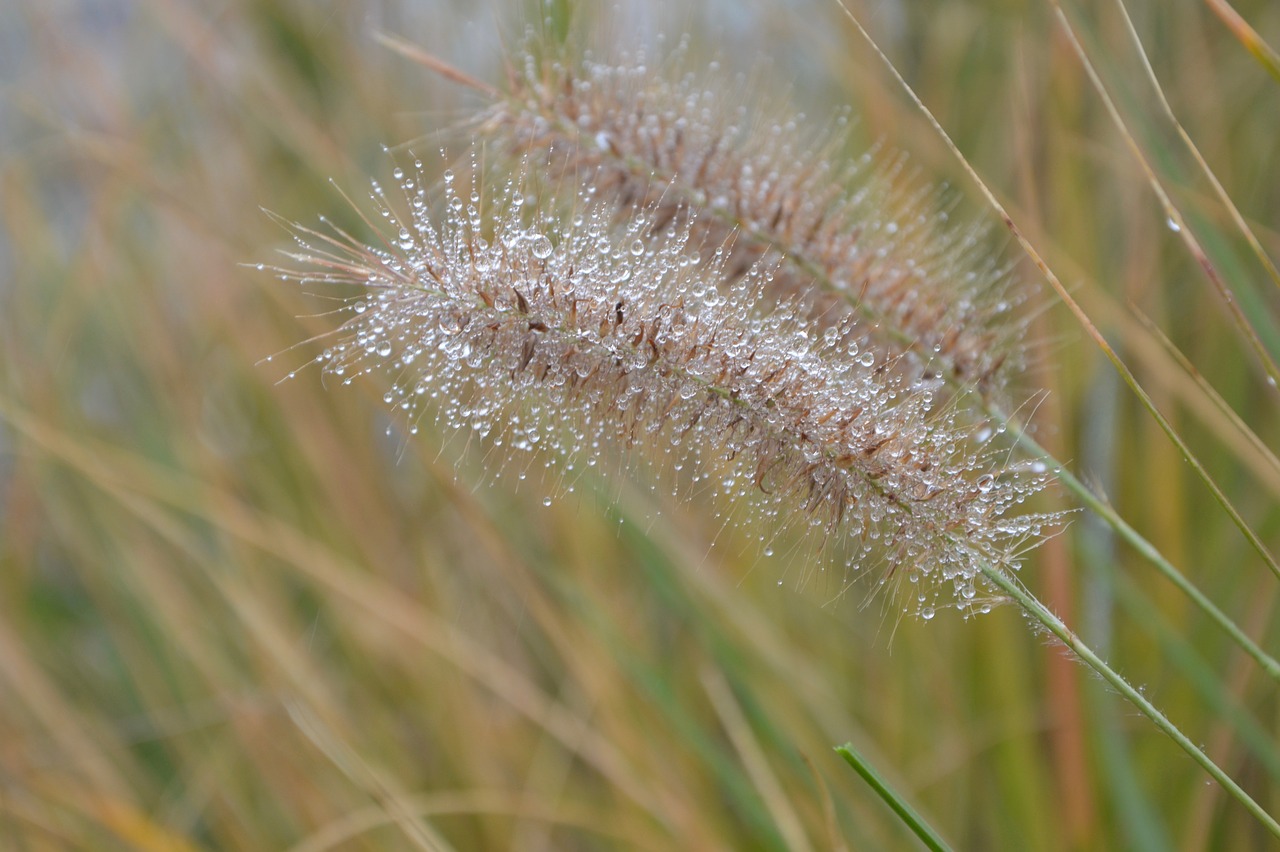 Image - seed plant water drops rain