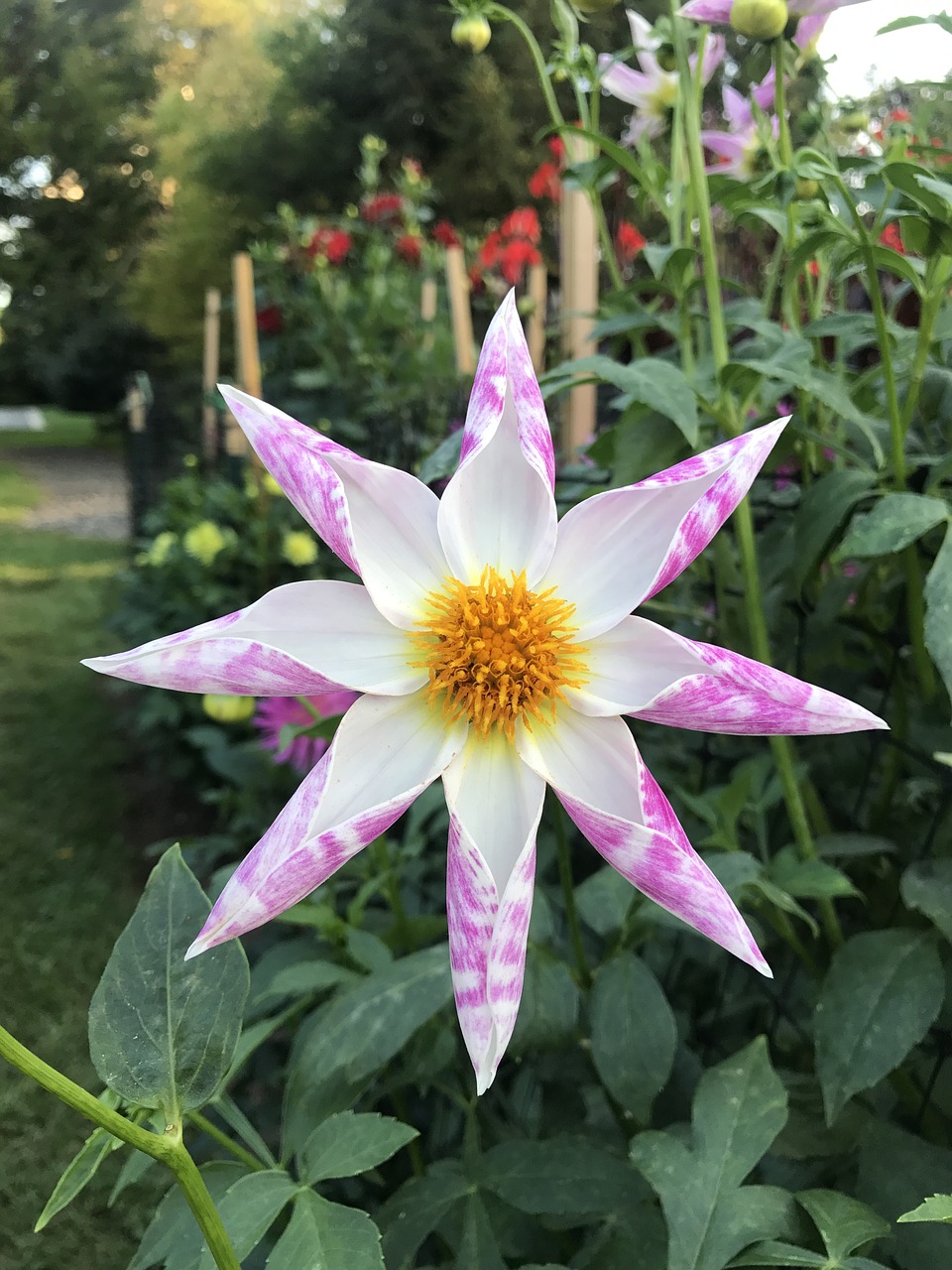 Image - flower open petals dahlia spring