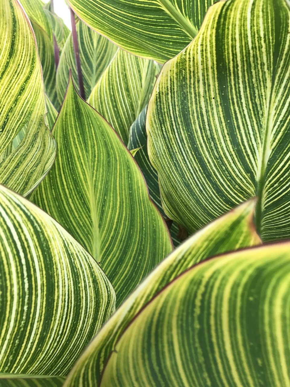 Image - leaves striped pattern texture