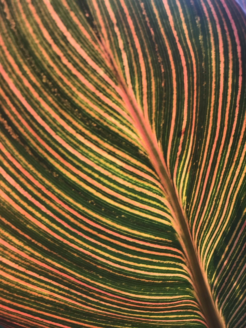 Image - leaf patten lines colorful plant